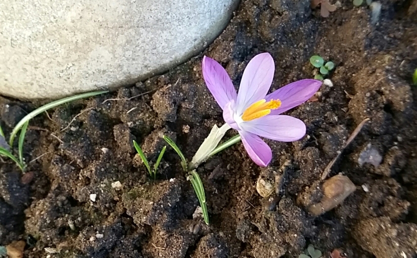 Frühling…mit voller Kraft voraus!